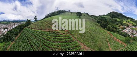 Aerial panoramic drone view of a coffee plantation in Manhuacu, Minas Gerais, Brazil. Stock Photo