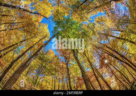 Smoky Mountain trees near completion of the change from summer green to autumn gold.  Looking straight up at the sky through a fisheye lens. Stock Photo