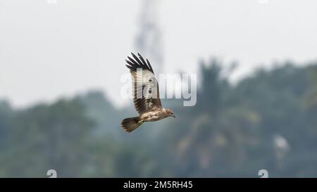 A brahminy kite (Haliastur indus), formerly known as the red-backed sea-eagle in the sky Stock Photo