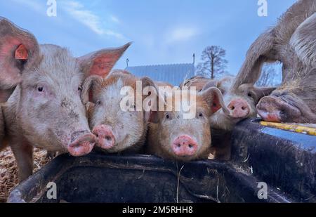 Free range pigs in snow Stock Photo