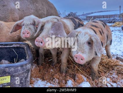 Free range pigs in snow Stock Photo