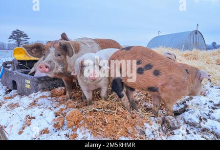Free range pigs in snow Stock Photo