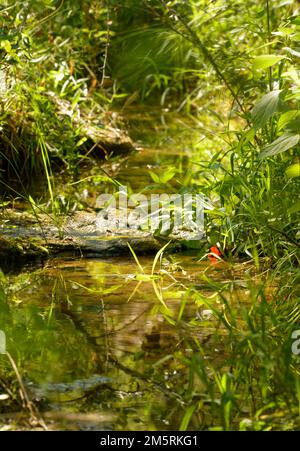 Shallow stream in the woods, with plants and grasses growing on the banks, softly lit by scattered sunlight through trees Stock Photo
