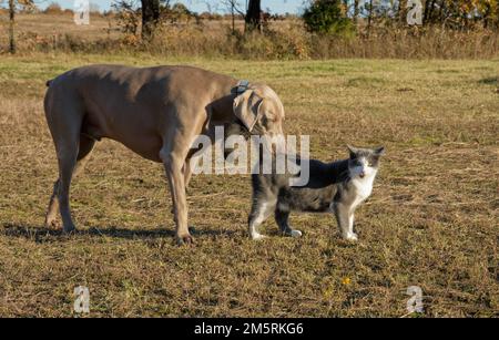 Large Weimaraner dog calmly sniffing the back of a gray and white cat outdoors, with the cat having a slightly protesting expression on her face Stock Photo