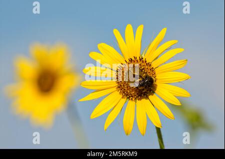 Bumble bee pollinating a sunflower, against blue skies, and another sunflower on the background Stock Photo