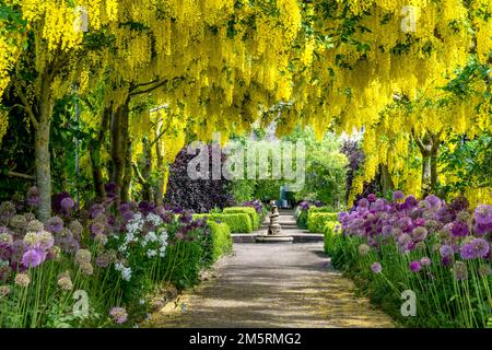 Laburnum and alliums at Helmsley Walled garden North Yorkshire Stock Photo