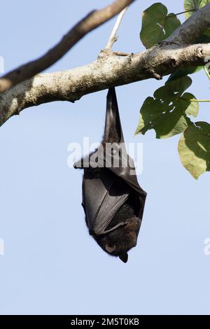 Male Black Flying Fox. Pteropus alecto Bargara Australia Stock Photo