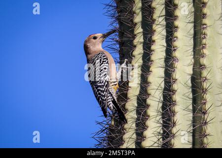 Male Gila woodpecker or Melanerpes uropygialis perching on a saguaro cactus at the riparian water ranch in Arizona. Stock Photo