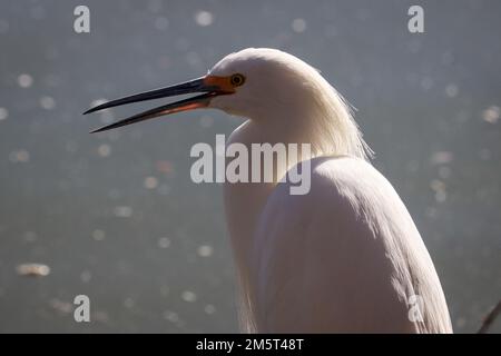 Close up of a Snowy egret or Egretta thula at the Riparian water ranch in Arizona. Stock Photo