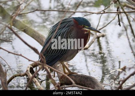 Green heron or Butorides virescens standing on a tree branch at the Riparian water ranch in Arizona. Stock Photo