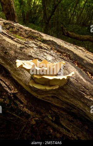 Natures chaos; natural environmental patterns formed by shapes in an ancient woodland Stock Photo