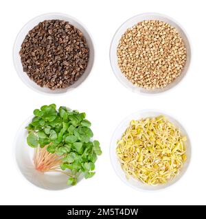 Buckwheat seeds, microgreens and sprouts in bowls. Seeds with husks, grain, seedlings and sprouts of Fagopyrum esculentum, a gluten-free pseudocereal. Stock Photo