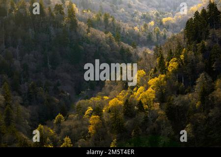 TN00092-00 - Tennessee/North Carolina - Forested hills along Highway 441 near Newfound Gap in Great Smokey Mountains National Park. Stock Photo