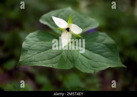 TN00099-00 - Tennessee - Trillium flower, Great Smoky Mountains  National Park. Stock Photo