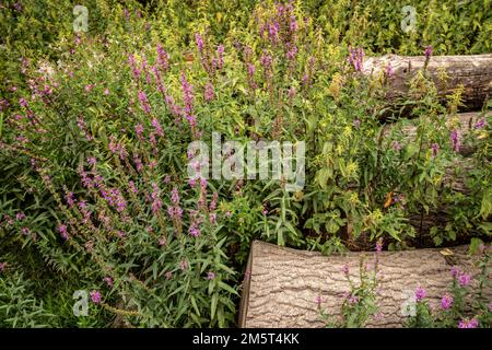 Natures chaos; natural environmental patterns formed by shapes in an ancient woodland Stock Photo