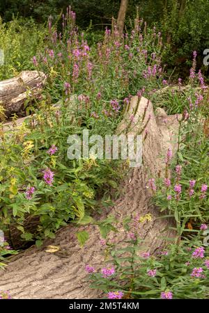 Natures chaos; natural environmental patterns formed by shapes in an ancient woodland Stock Photo