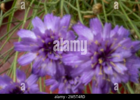 New, Age-defying, digital age, lensless, stand-out, high resolution, closeup natural pinhole image of Catananche Caerulea, blue-flowered Cupid's dart Stock Photo