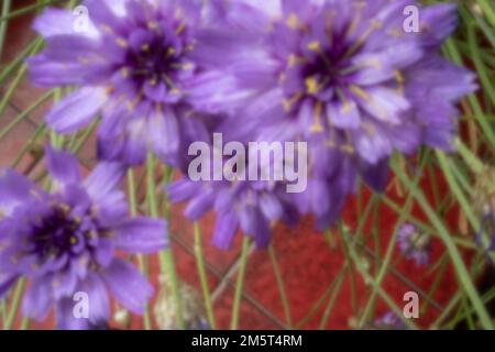 New, Age-defying, digital age, lensless, stand-out, high resolution, closeup natural pinhole image of Catananche Caerulea, blue-flowered Cupid's dart Stock Photo