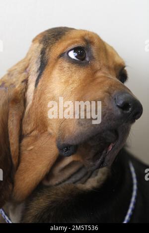 A hound dog gives a bemused look in a portrait. Stock Photo