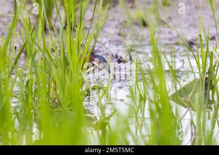 00687-01417 Green Heron (Butorides virescens) stalking prey at wetland Marion Co. IL Stock Photo