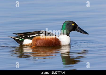 00719-01803 Northern Shoveler (Spatula clypeata) male in wetland Marion Co. IL Stock Photo