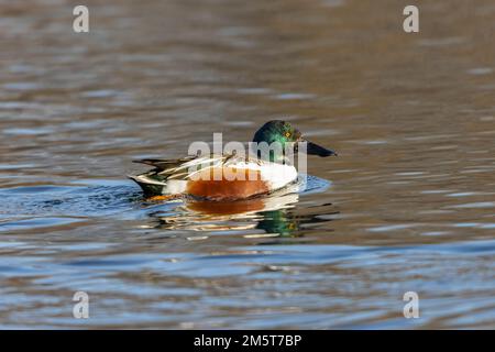 00719-02101 Northern Shoveler (Spatula clypeata) male Clinton Co. IL Stock Photo