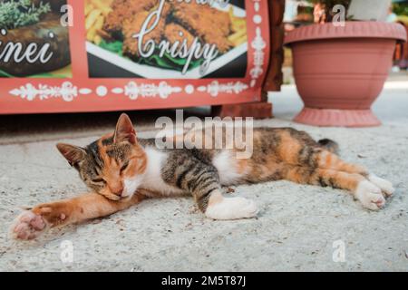 a Ginger tabby cat resting on the ground in romania Stock Photo