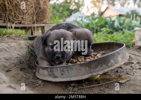 a closeup of two cute brown german shepherd puppies eating outdoors Stock Photo