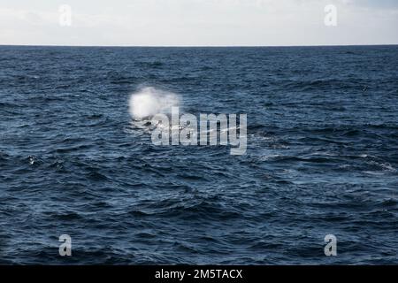 Blow of a sperm whale swimming in the Norwegian Sea  near Andenes in den very north of Andøya island in the Norwegian Vesterålen archipelago. Stock Photo