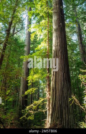 Giant redwood trees in a Humboldt forest, California Stock Photo