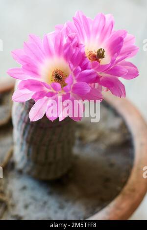 Vertical shot of big pink blooming flowers of cactus Echinocereus rigidissimus. Stock Photo