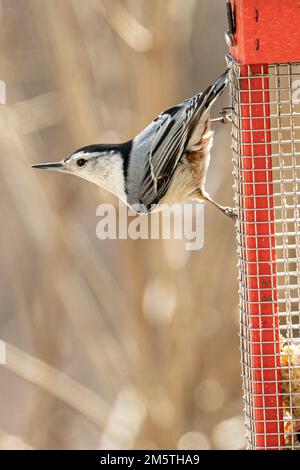 A white throated nuthatch on a suet feeder Stock Photo