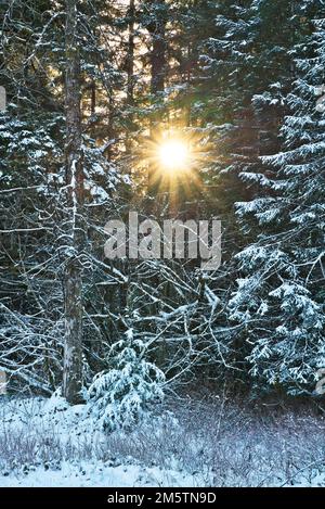Sun setting through the trees of a forest in Southeast Alaska in winter with snow. Stock Photo