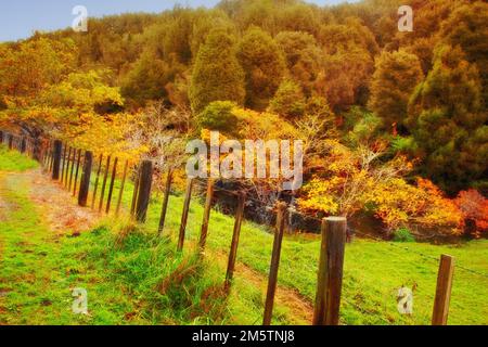 The Tree - token of a type. Tree - universal plant in all types and forms. Stock Photo