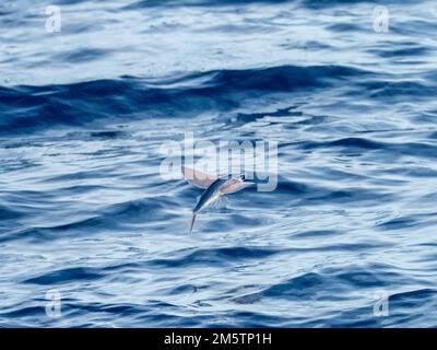 Flying fish gliding on glassy sea in the Coral Sea Vanuatu 2022 Stock Photo