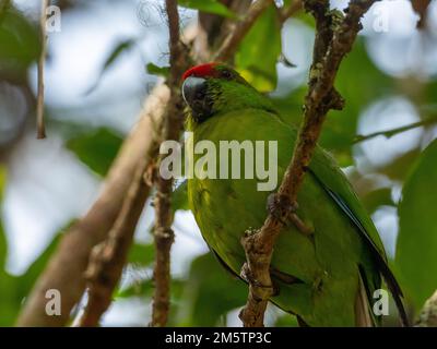 Norfolk Island Parakeet, Cyanoramphus cookii, an endangered species in Australia Stock Photo