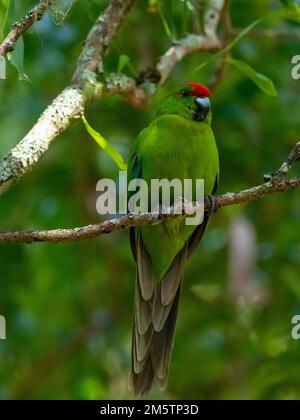 Norfolk Island Parakeet, Cyanoramphus cookii, an endangered species in Australia Stock Photo