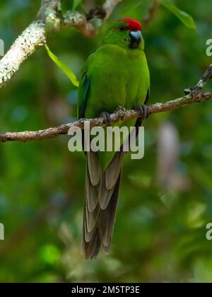 Norfolk Island Parakeet, Cyanoramphus cookii, an endangered species in Australia Stock Photo