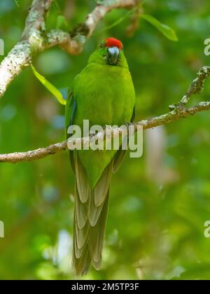 Norfolk Island Parakeet, Cyanoramphus cookii, an endangered species in Australia Stock Photo