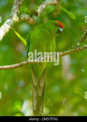 Norfolk Island Parakeet, Cyanoramphus cookii, an endangered species in Australia Stock Photo