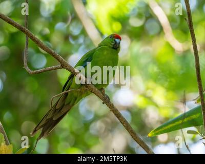 Norfolk Island Parakeet, Cyanoramphus cookii, an endangered species in Australia Stock Photo