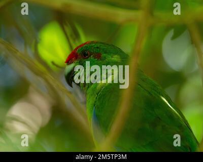 Norfolk Island Parakeet, Cyanoramphus cookii, an endangered species in Australia Stock Photo