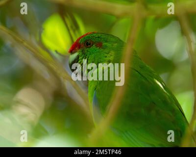 Norfolk Island Parakeet, Cyanoramphus cookii, an endangered species in Australia Stock Photo