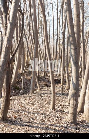 Poplar trees in dormancy period in autumn winter Stock Photo