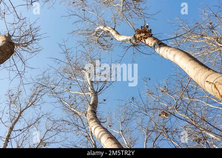 Looking up to the trees in winter with clear blue sky background Stock Photo