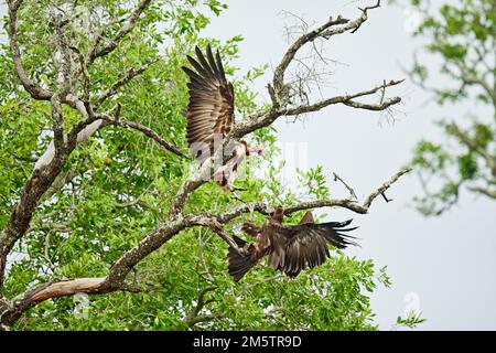Birds of a feather. Full length shot of two Hooded Vultures landing in a tree. Stock Photo