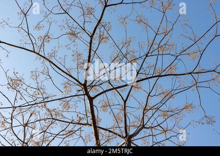 Melia azedarach Chinaberry tree with fruits in autumn Stock Photo