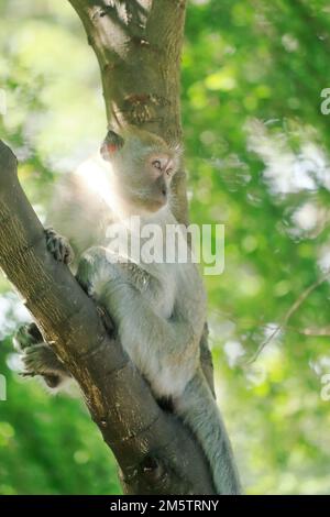 Wild monkeys found in many urban areas. It can adapt to people. due to less forest area Stock Photo