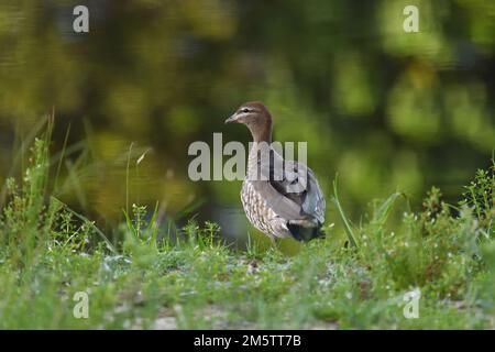 An adult female Australian Wood Duck -Chenonetta jubata- bird standing by the edge of a lagoon looking over its shoulder in soft morning light Stock Photo