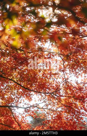 Maple tree leafs during autumn Stock Photo